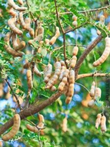 Tamarind-Tree