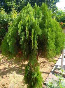 Thuja