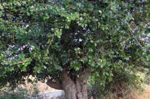 Kalyos Fruit Tree