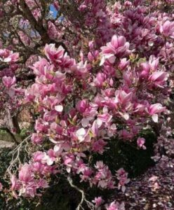 Tulip-Tree