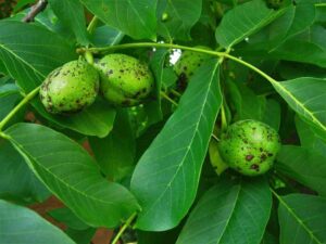 Walnut-Tree