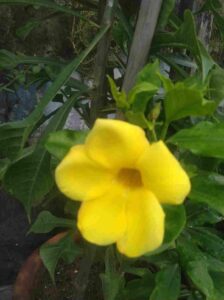 Alamanda Climber plant