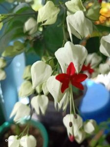 Climbing Plants, Bleeding Heart Vine Creeper