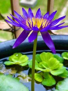 Blue Water Lily, Flowers That Blooms At Night