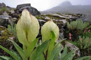 Brahma Kamal, Flowers That Blooms At Night