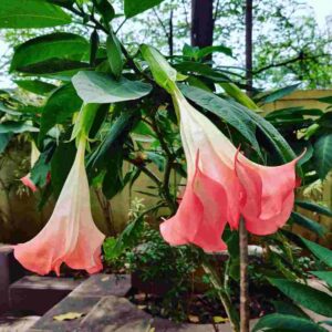 Brugmansia Flower