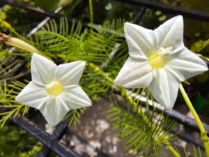 Cypress Vine