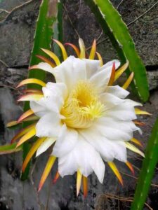 Dragon Fruit Flower