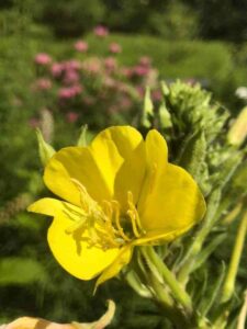 Evening Primrose, Flowers That Blooms At Night