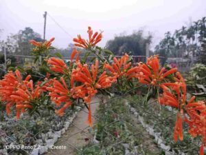 Creeper plants name in english and hindi with pictures @Rupinderkibaaten 