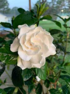 Gardenia