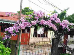 Garlic Vine Climbers Plants