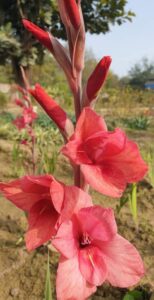 Gladiolus