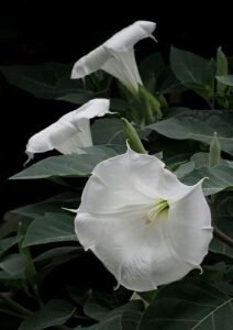 Moon Flower, Flowers That Blooms At Night