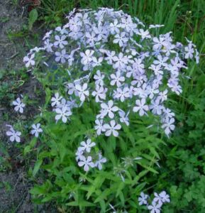 Night Phlox Flower