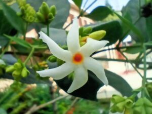 Parijat Flower Tree, Flowers That Blooms At Night