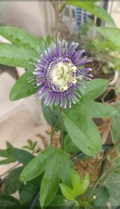 Passion Flower