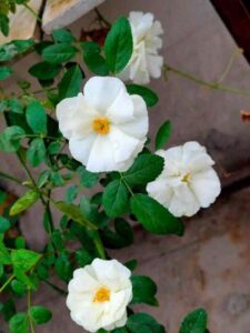 Rose Vine Climbers Plants