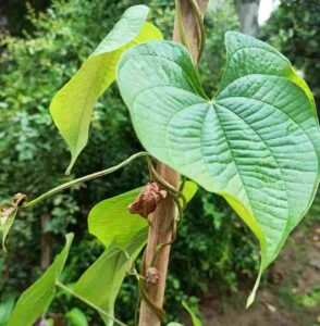 Sweet Potato Vine