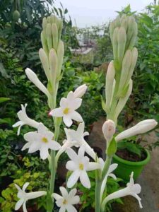 Tuberose, Flowers That Blooms At Night