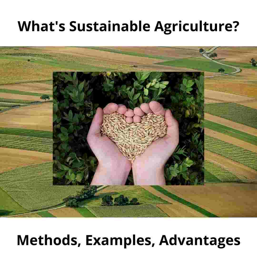 sustainable agriculture argumentative essay