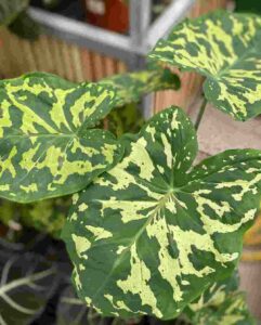 Alocasia Hilo Beauty