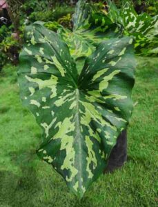 Alocasia Hilo Beauty