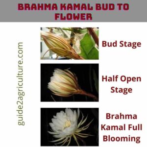 Brahma Kamalam bud to Flower