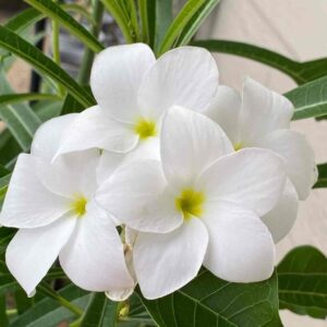 Champa Flower, Plumeria