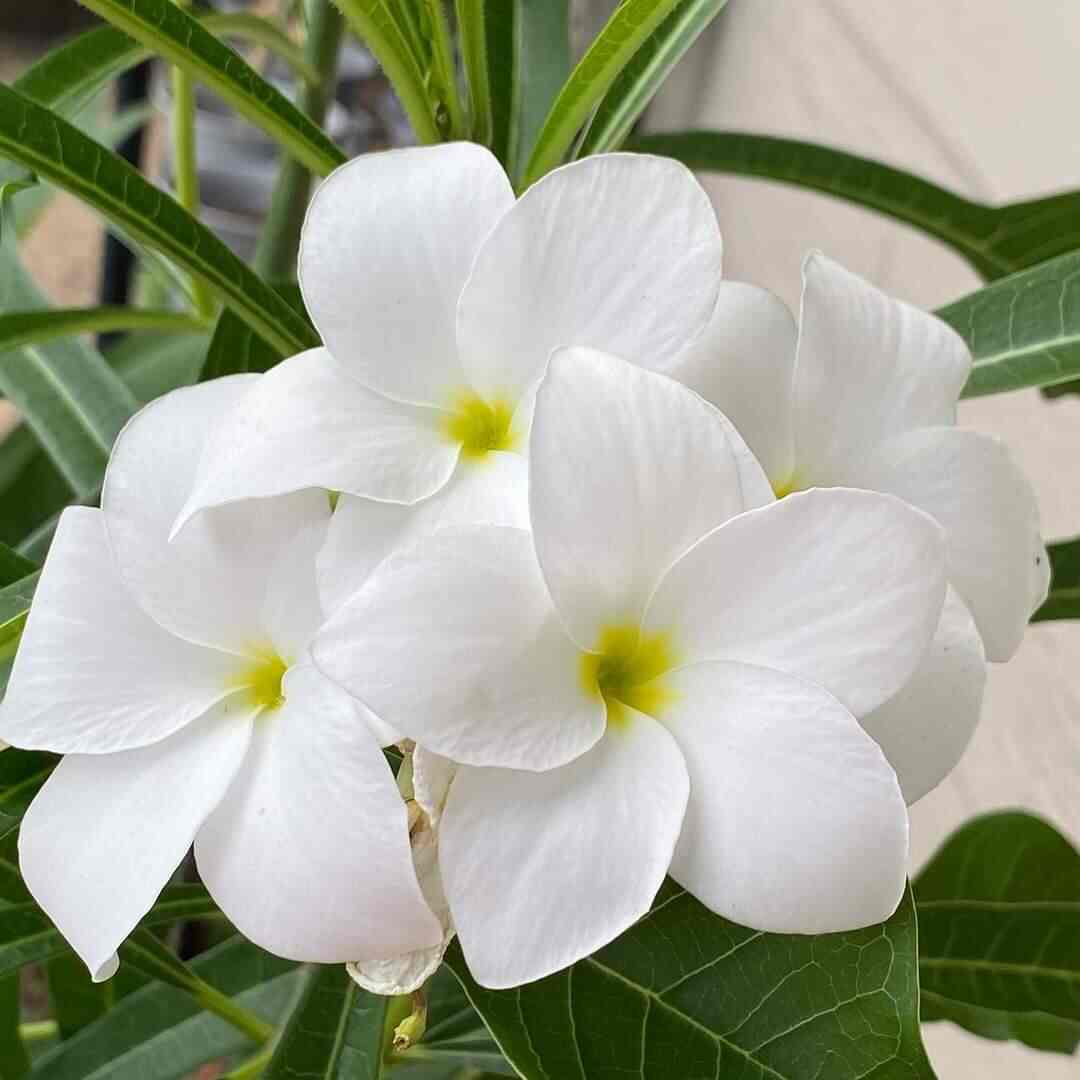 Champa Flower Most Loved Plant By Gardeners