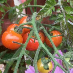 How to grow tomatoes at home, grow tomatoes at home