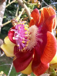 Nagalinga Flower, Cannonball Tree