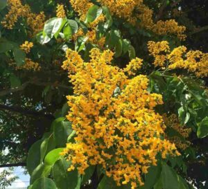 Narra Tree Flowers