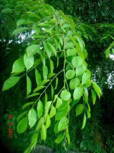 Narra Tree Leaves