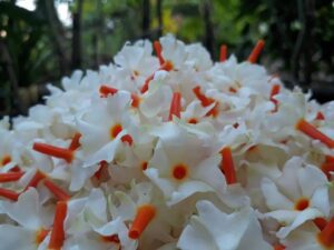 Parijat Flowers