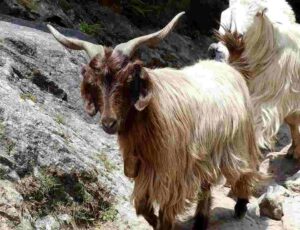 Pashmina Goat