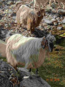 Pashmina Goat