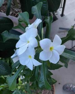 Plumeria Pudica, Nag Champa