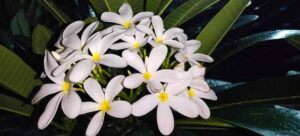 Plumeria Rubra