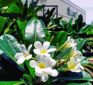 Plumeria Obtusa