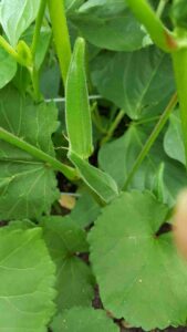 Queen Of Vegetables, Okra