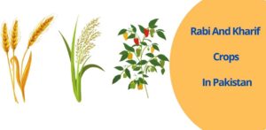 Rabi and Kharif crops in Pakistan