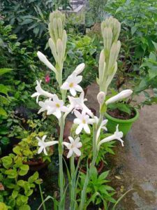 Rajnigandha flower