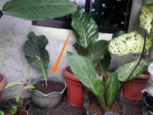 Wave Of Love Plant, Anthurium