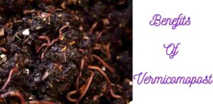 Benefits of vermicompost