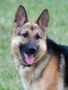 German Shepherd, German Shepherd Price In Nepal