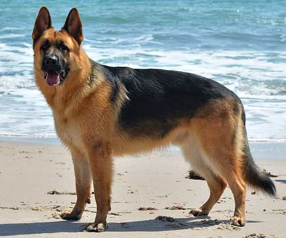 German Shepherd Price In Nepal, German Shepherd Dog Price In Nepal