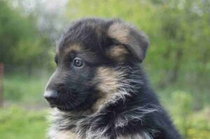 German Shepherd Puppy