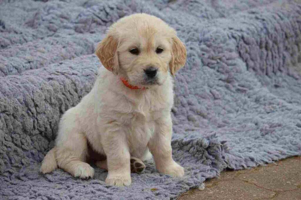 Golden Retriever Price In Nepal