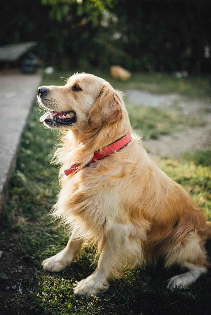 Golden Retriever Price In Nepal